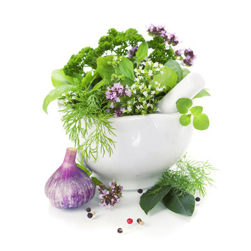 草本植物