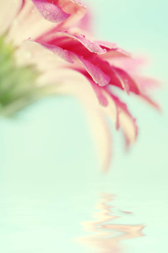 太陽花