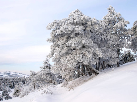 冬天的景色與雪樹。