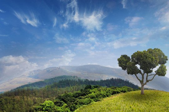 夏季山地森林