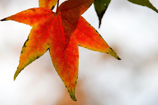 紅楓葉；金秋
