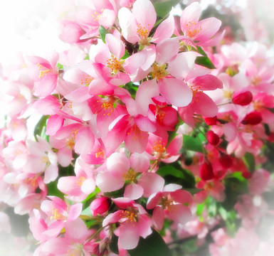 開花樹的分枝