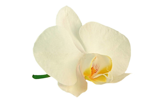 白蘭花