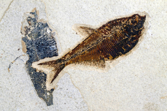 diplomystus古魚化石