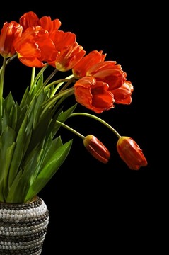 郁金香花束