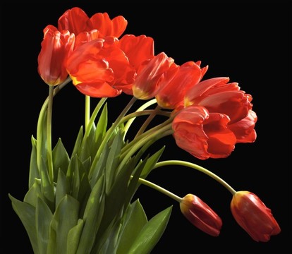 郁金香花束