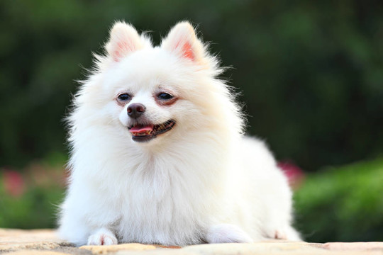 白博美犬