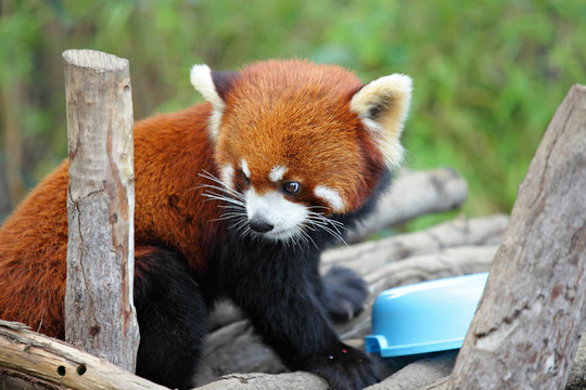 小熊貓