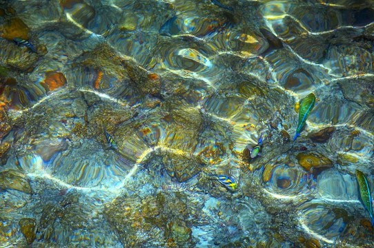 水波紋與魚(yú)