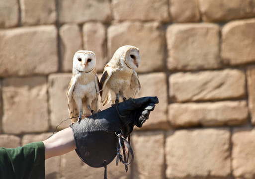 Barn Owl（Tyto Alba）