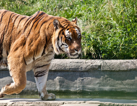 走虎（Panthera Tigris）