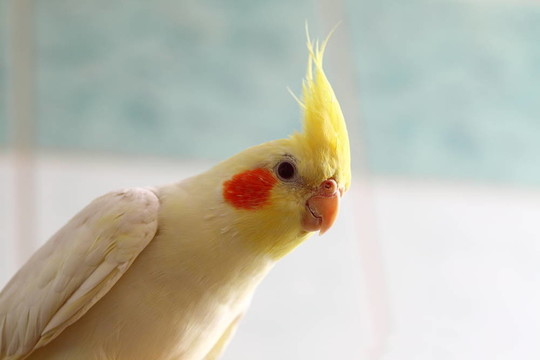 厚臉皮的玄鳳鸚鵡
