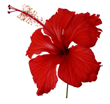 紅色木槿花的白