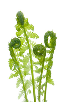春季野生蕨類植物的近緣；白色分離