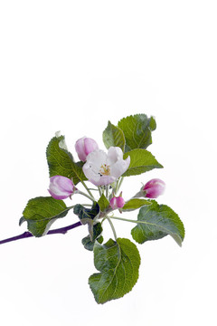 開(kāi)花的蘋果樹(shù)