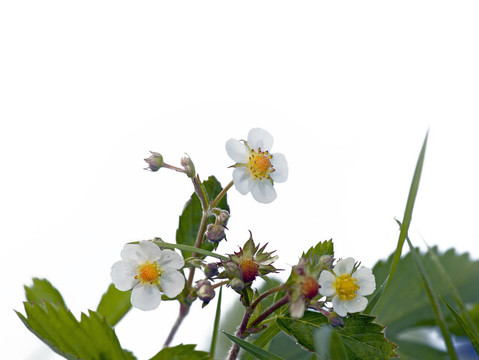 野草莓