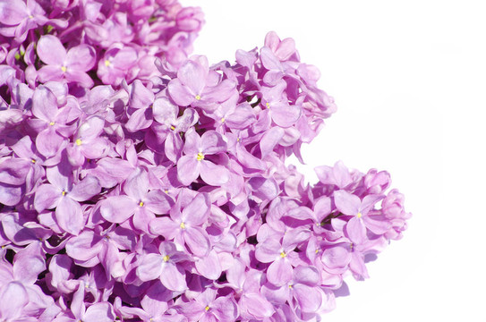 丁香花