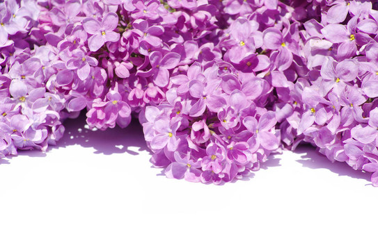 丁香花