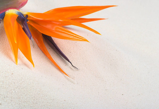 天堂鳥花（lat. Strelitzia reginae；吊花）沙（選擇性聚焦；在較低的水平的橙色萼