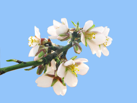 櫻桃樹的花