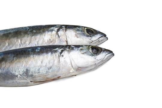 鲅魚(yú)