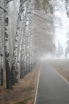 公園里的霧