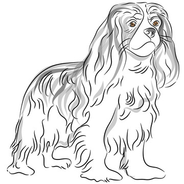 查爾斯王小獵犬圖