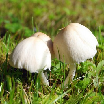 森林蘑菇