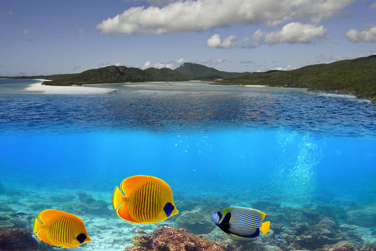 在降靈群島海底的海洋生物