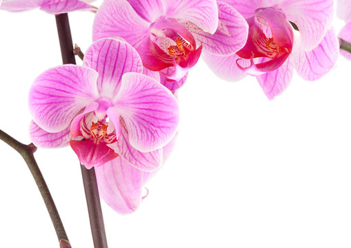 蘭花在枝上