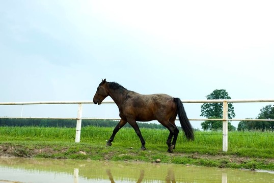 馬