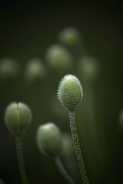 罌粟花蕾