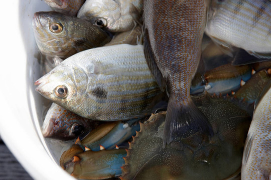 滿滿一桶魚