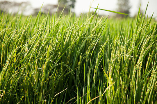 Rice和稻田。