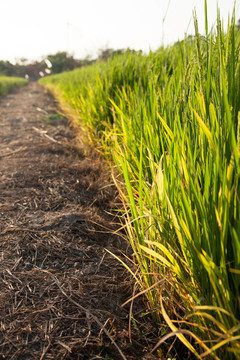 Rice和稻田。