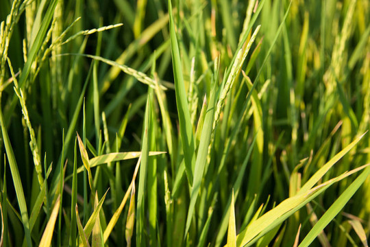 Rice和稻田。