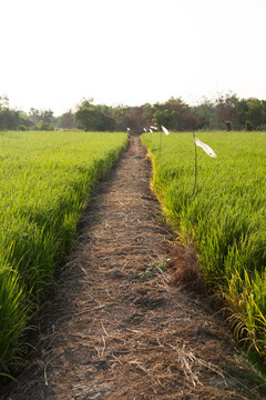 Rice和稻田。