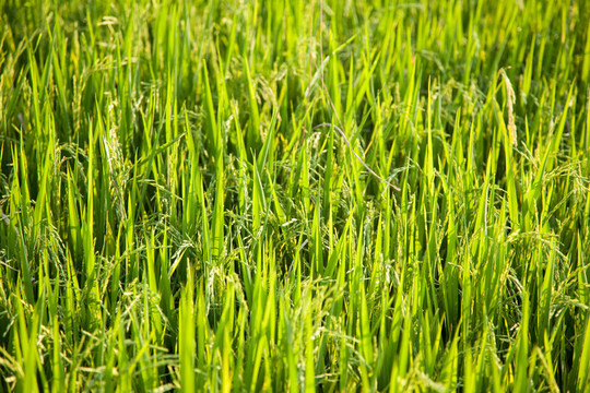 Rice和稻田。
