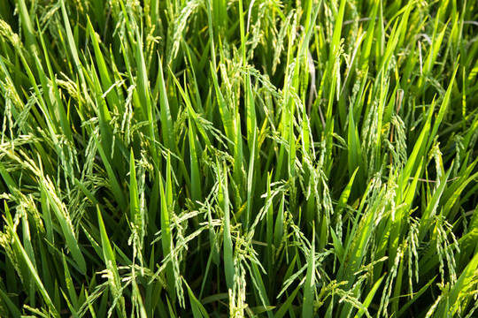 Rice和稻田。