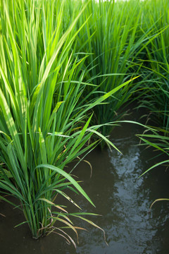 Rice和稻田。