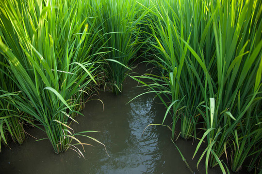Rice和稻田。