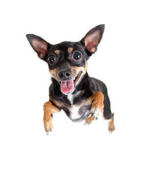 跳躍飛行玩具梗犬或頂部視圖