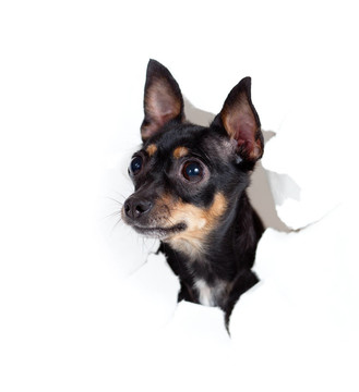 玩具梗犬在紙邊撕裂孔分離