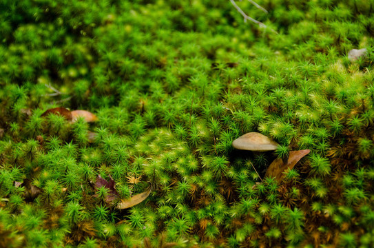 苔蘚和蘑菇