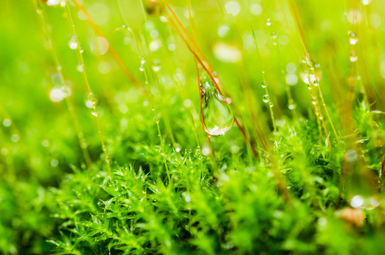 清新苔蘚與綠色水滴