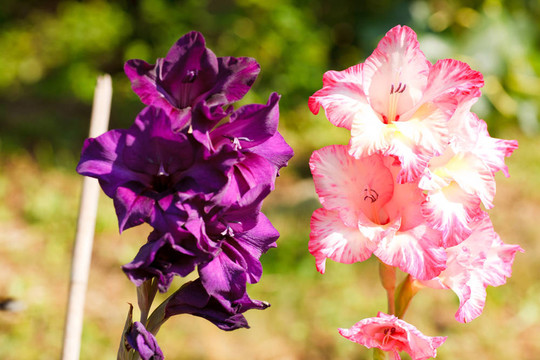 花