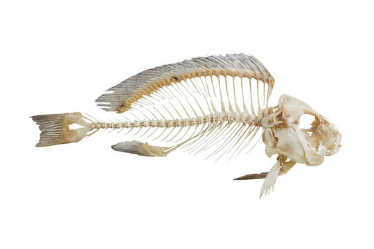 魚骨頭