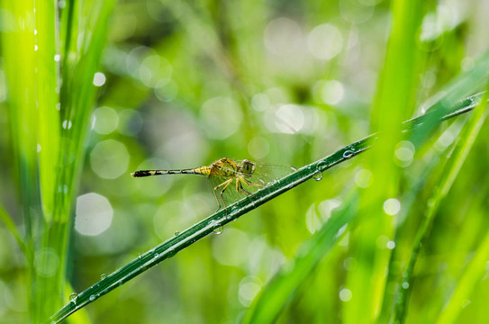蜻蜓與陽光花園