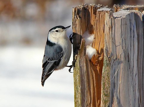 白胸鳾