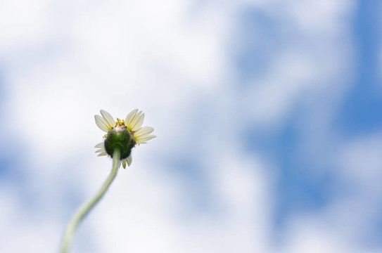 白色的花和藍(lán)色的天空
